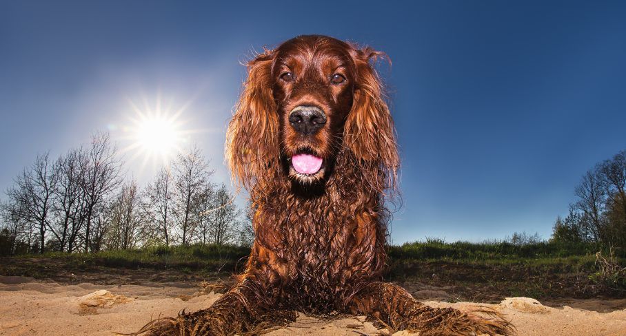 Síndrome postvacacional en los perros