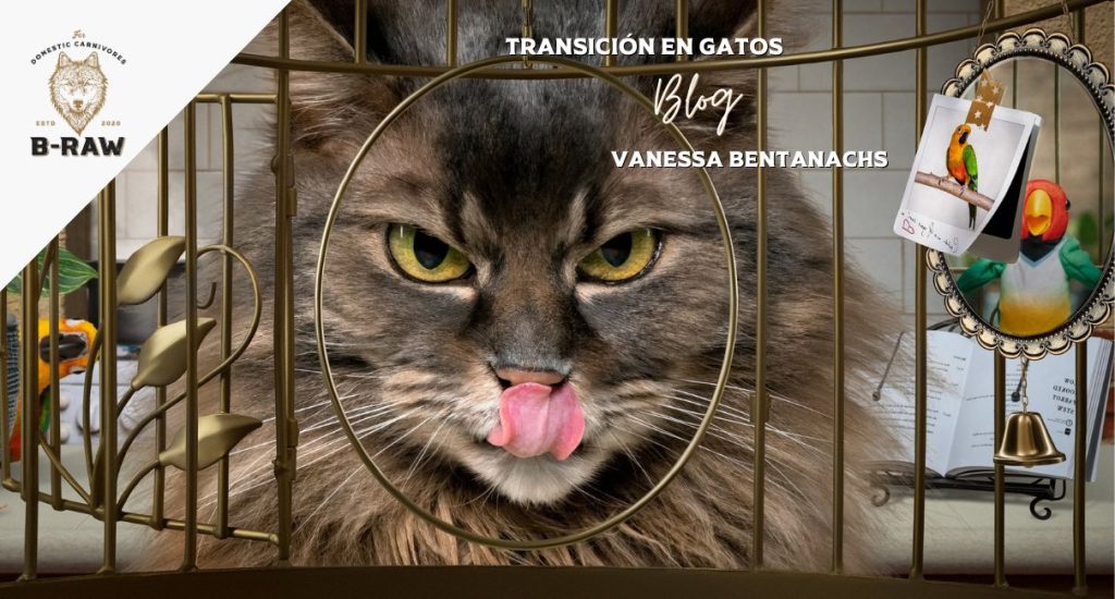 Transición en gatos: el gran dilema