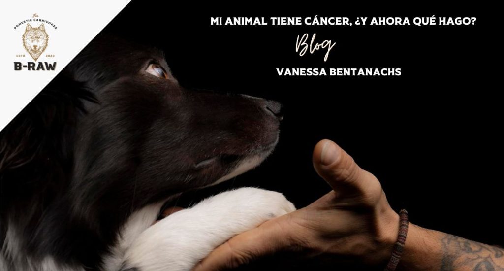 Mi animal tiene cáncer, ¿y ahora qué hago?