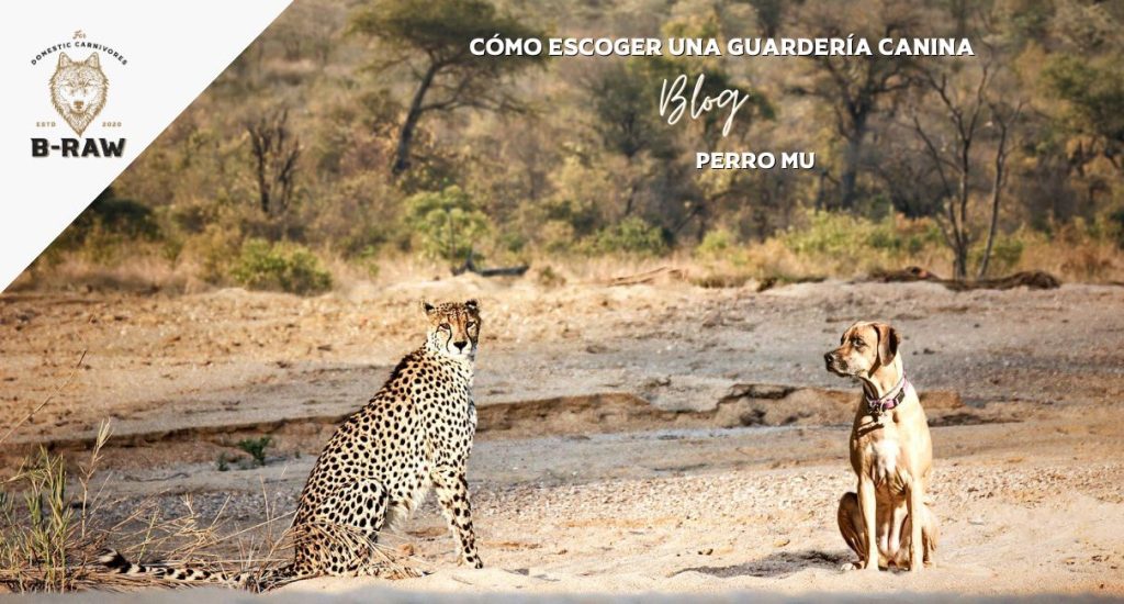 Cómo elegir una guardería canina