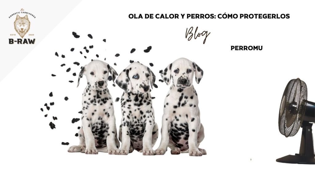 Ola de calor y perros: Cómo protegerlos.