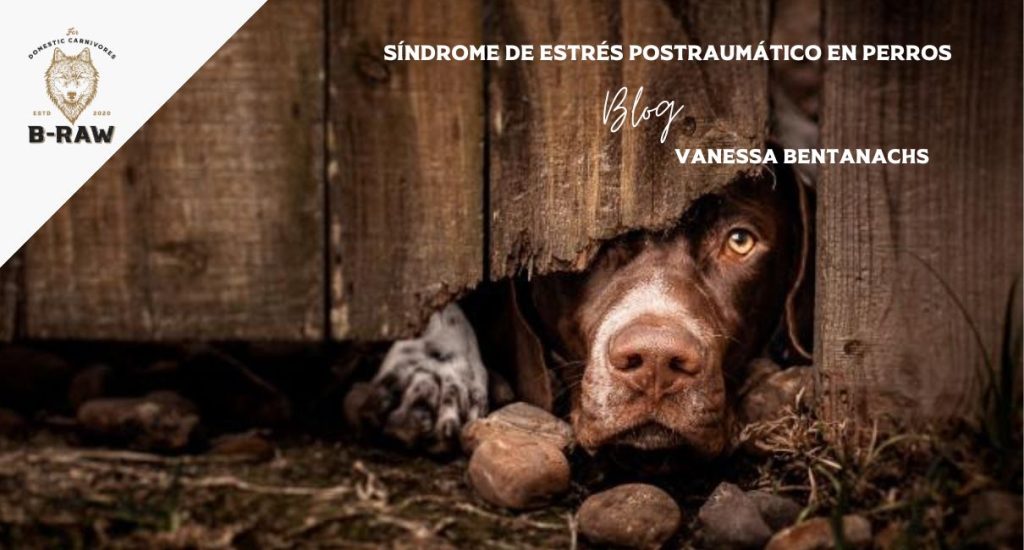 Síndrome de estrés postraumático en perros