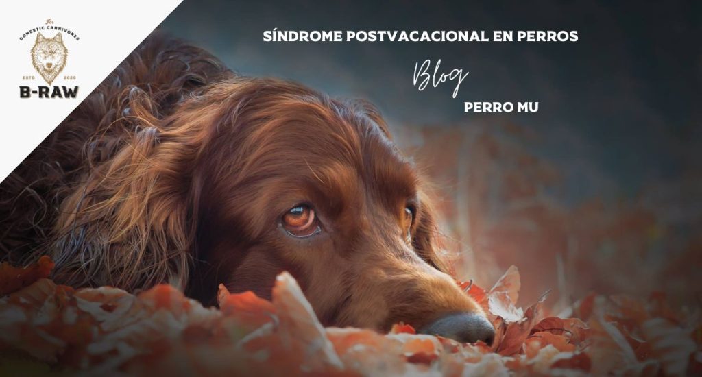 Síndrome postvacacional en los perros