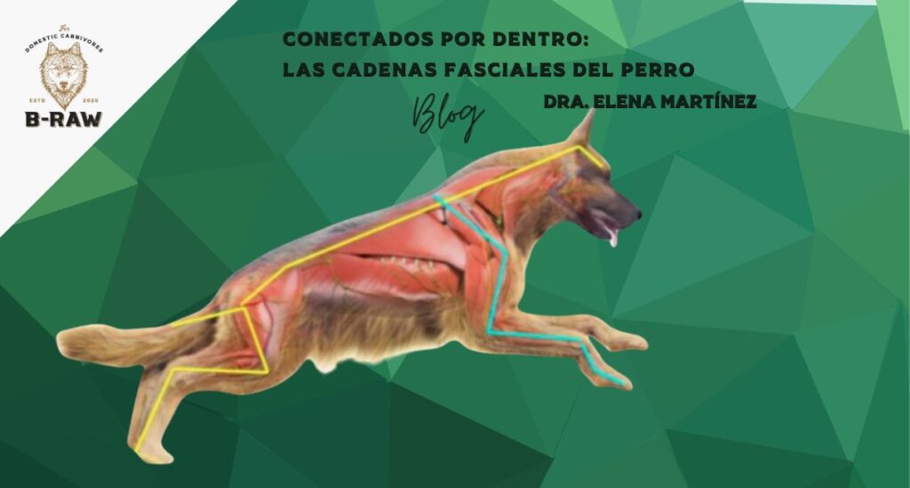 Conectados por Dentro: Las Cadenas Fasciales del Perro