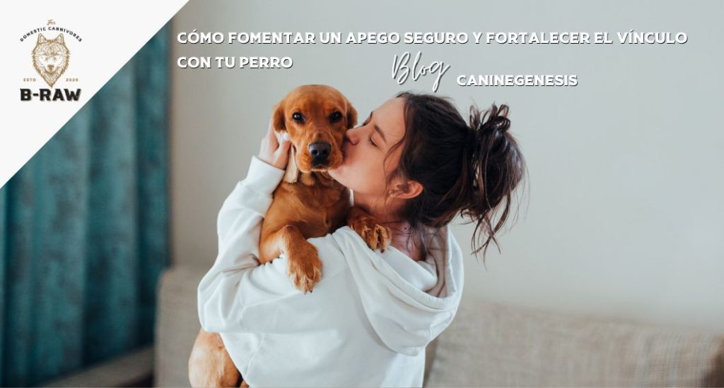 Cómo fomentar un apego seguro y fortalecer el vínculo con tu perro