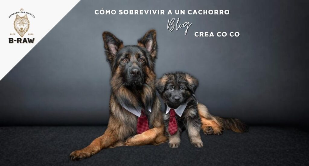 Cómo sobrevivir a un cachorro