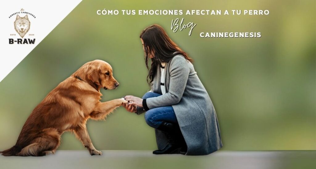 Cómo tus emociones afectan a tu perro