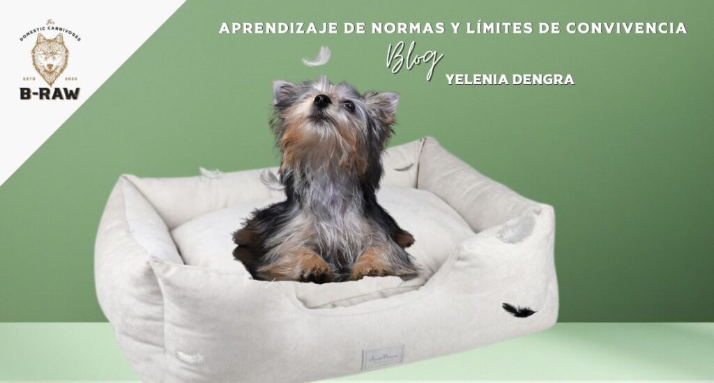 Cómo establecer normas y límites sin dejar de respetar al perro