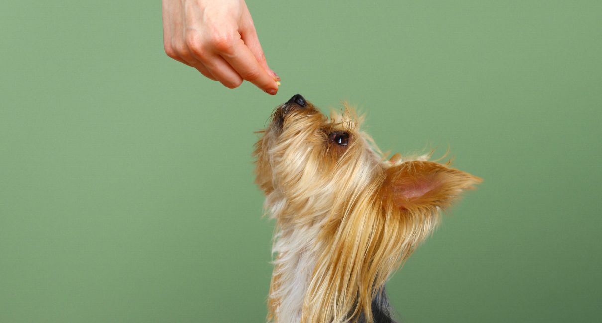 Cómo establecer normas y límites sin dejar de respetar al perro